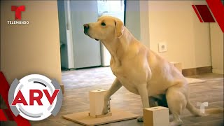 Médicos Aseguran Que Los Perros Detectan El Cáncer A Través De Su Olfato Al Rojo Vivo Telemundo