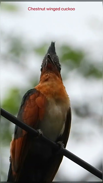 Chestnut winged cuckoo call | #shorts #like #viral #trending