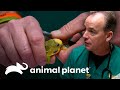 Infección intestinal ataca a su canario | Dr. Jeff, Veterinario | Animal Planet