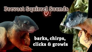 Squirrel bark sounds | Male Prevost Squirrel