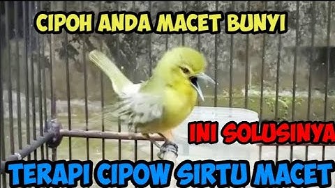 terapi untuk cipoh sirtu yang macet bunyi _ suara terapi untuk cipoh sirtu yang macet bunyi