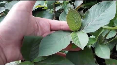 Ngưu Tất Nam ( cỏ xước) vị thuốc quý chữa đau nhứt xương khớp, xơ gan và sỏi tiết niệu rất hay