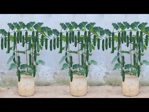 Vídeo: Cucumber Tree Facts - Você pode cultivar pepinos na paisagem de casa