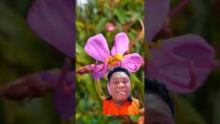 Download Lagu Daun Senduduk Ternyata memiliki khasiat Luar Biasa #farming MP3