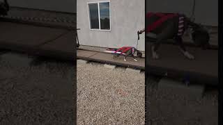 Nova The Tank Weightpull Training