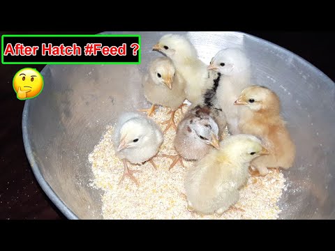 Video: How To Feed A Chick