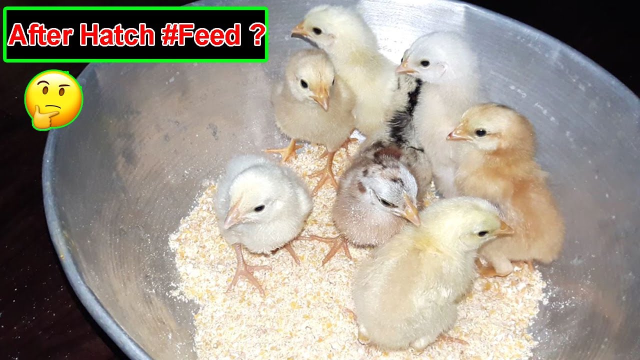 Chicken Feed What To Feed Baby Chickens After Hatching YouTube