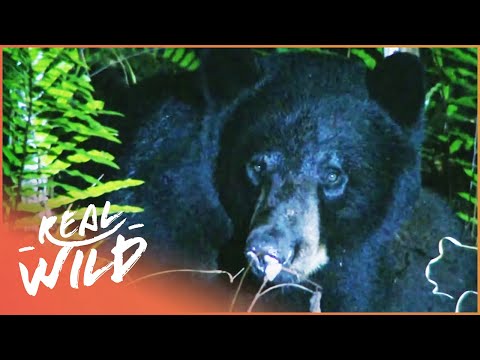 Tracking Bears In The Wild (Wildlife Documentary) Savage Wild documentary thumbnail