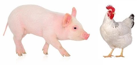 Low-Cost Feed Formulation for Poultry and Pigs