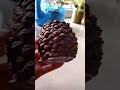 ماذا تصنع بأكواز الصنوبر 