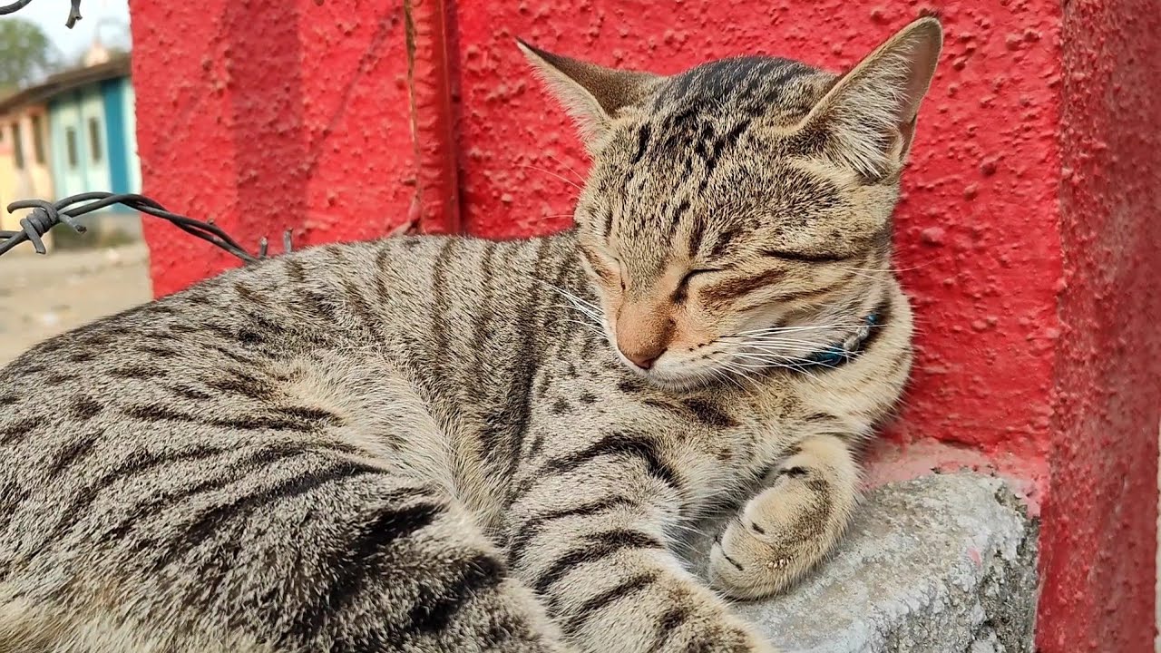 Cutie meow sleeping 😴 | new cat video | cute cat video 