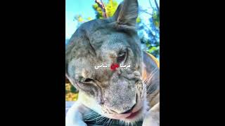 شبل صغير تخلى عنه قطيعه لكن.. 💔#shorts