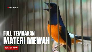 Murai Batu Gacor  Isian Tembakan Mewah Sangat Ampuh Melatih Murai Batu Emosi Bongkar Isian