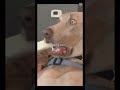 dog core