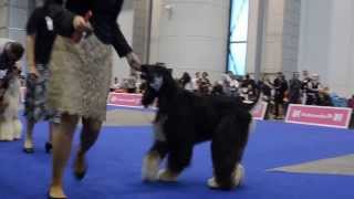 Karakush Wheat Your Appee