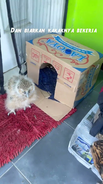 Tips memberi makan pada burung hantu yg masih kecil