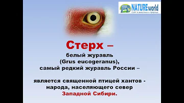 Стерх.Белый журавль.