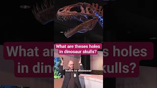 What are these holes in dinosaur skulls?