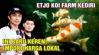 RH# IMPORT HARGA LOKAL ETJO KOI KEDIRI || Koi Jumbo Berkualitas buruan Sikaaaat!