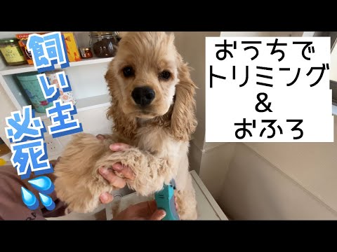 【手が震えた】はじめておうちでセルフトリミング［アメコカの子犬］