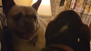 Frenchie v.s. Basset Hound Match by Spoiled Puppers 261 views 2 months ago 3 minutes, 13 seconds