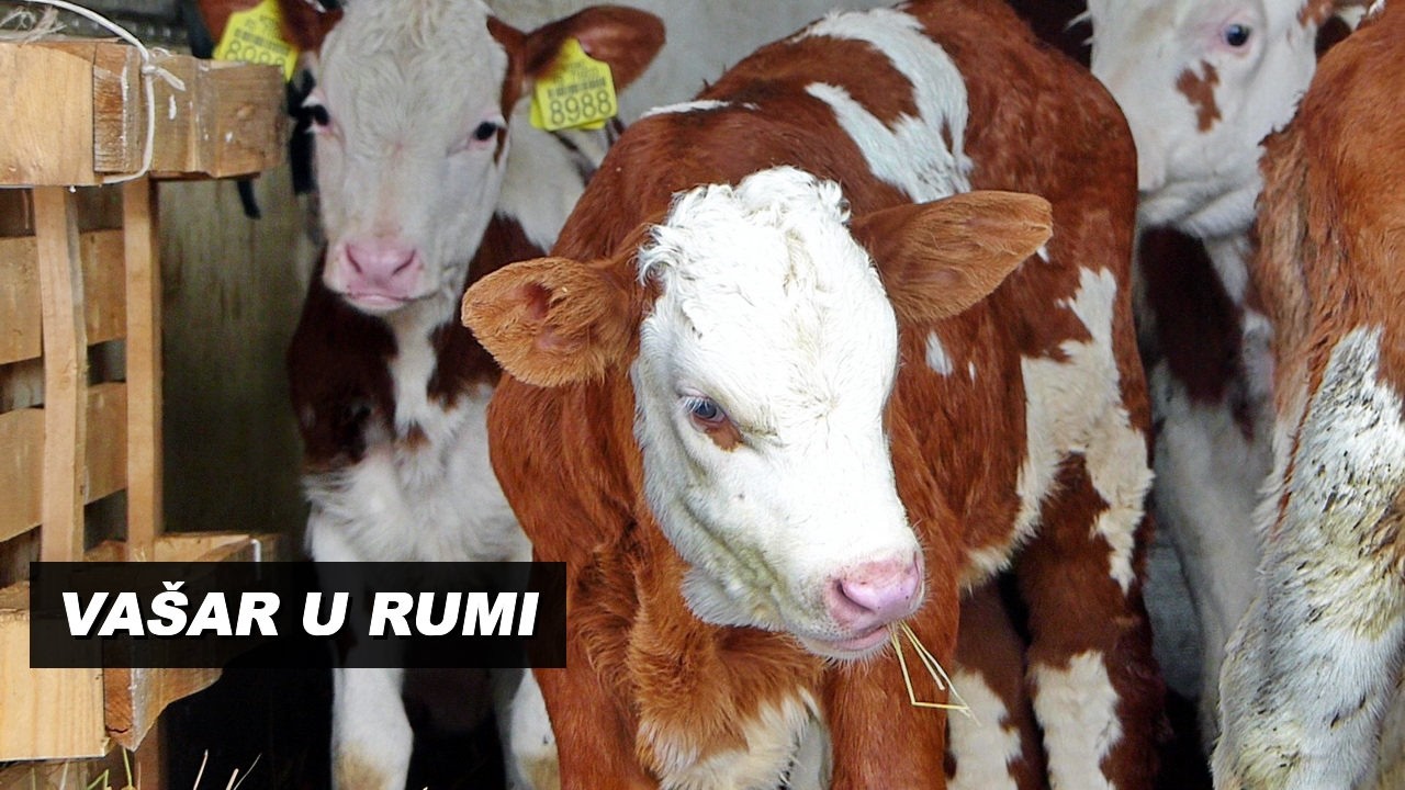 Vašar u Rumi   KONJI i druga stoka