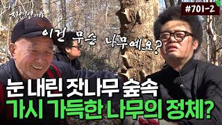 The Identity of the Tree Even Ghosts Feared, This Thorny Tree Found in a Beautiful Pine Forest | ...