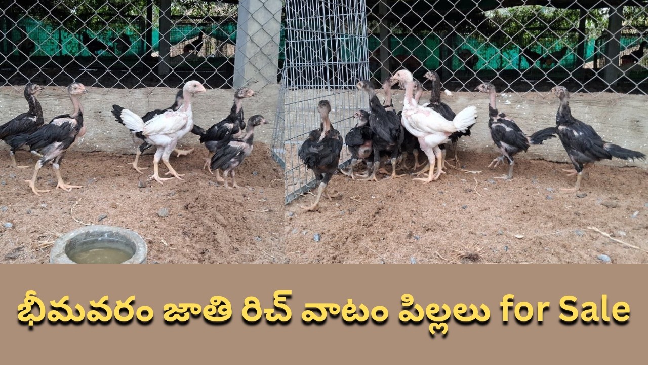 భీమవరం జాతి రిచ్ వాటం పిల్లలు for Sale / Narasimha babu / 8008998909