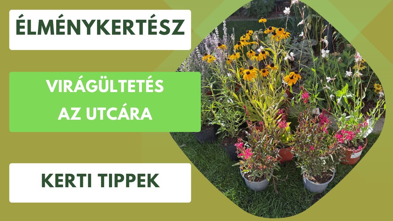 Így ültethetsz virágzó évelőket az utcára!🌸🌼