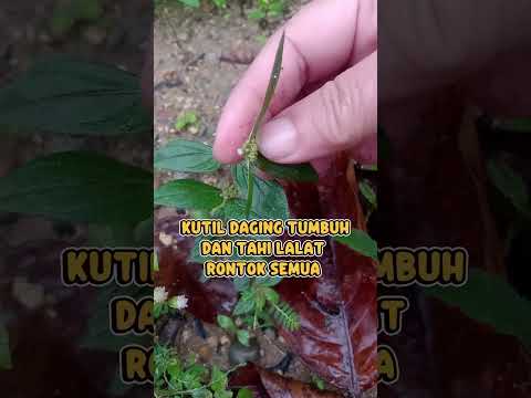 Flesh warts grow and moles fall off