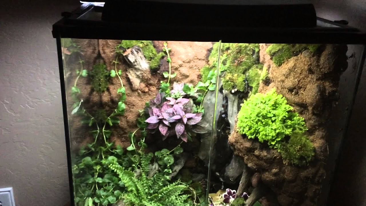 living vivarium. Exo terra - YouTube
