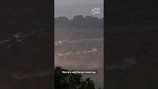 Wild horse round-up in northwest Colorado