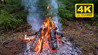 🔥 Crackling Campfire in the Forest (12 HOURS). Campfire with Crackling Fire Sounds &amp; Nature Sounds