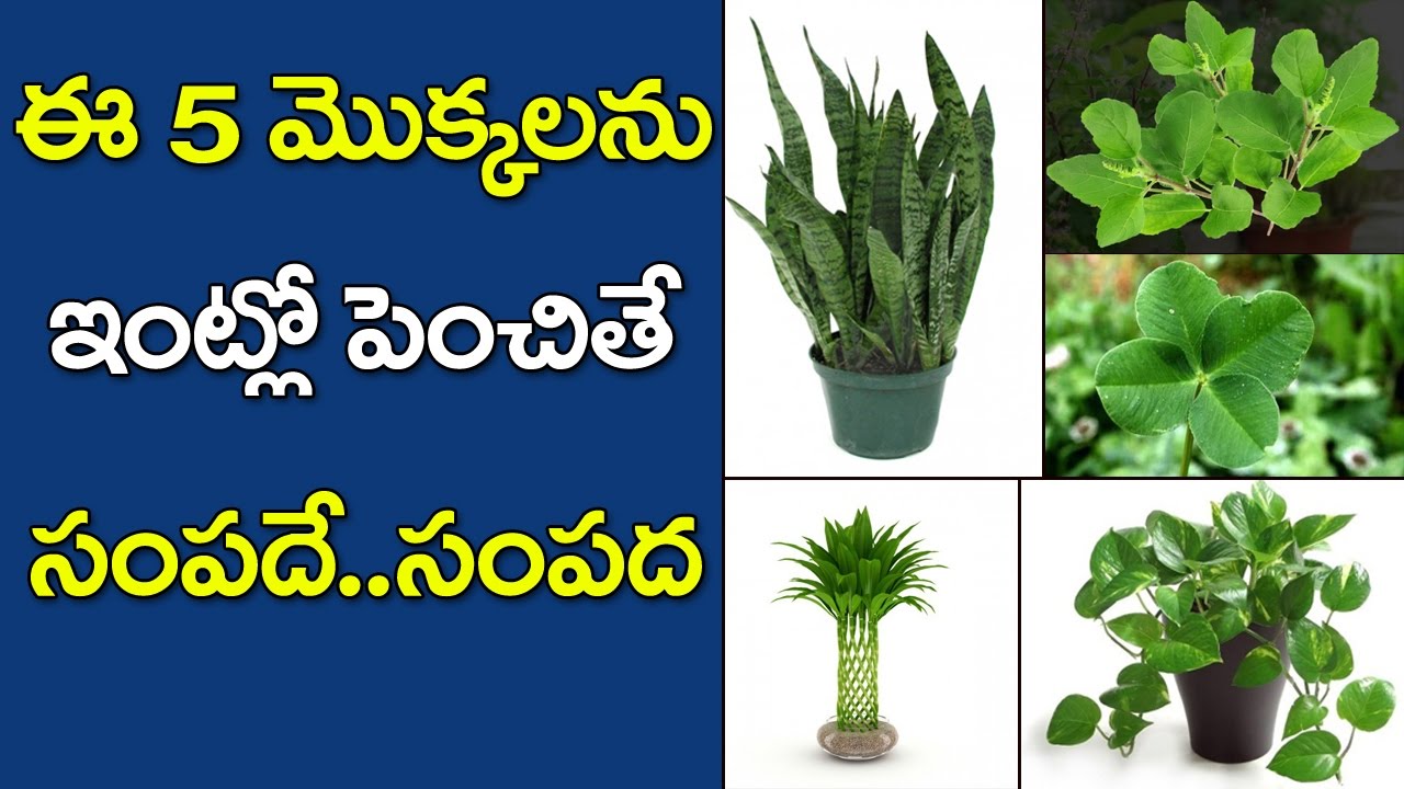ఈ 5 మొక్కలు మీ ఇంట్లో ఉంటె ఐశ్వర్యమే|Grow these 5 devotional plants in your home |Mana Nidhi |Telugu