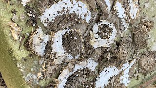 Ground Wasp Nest Removal From Under House