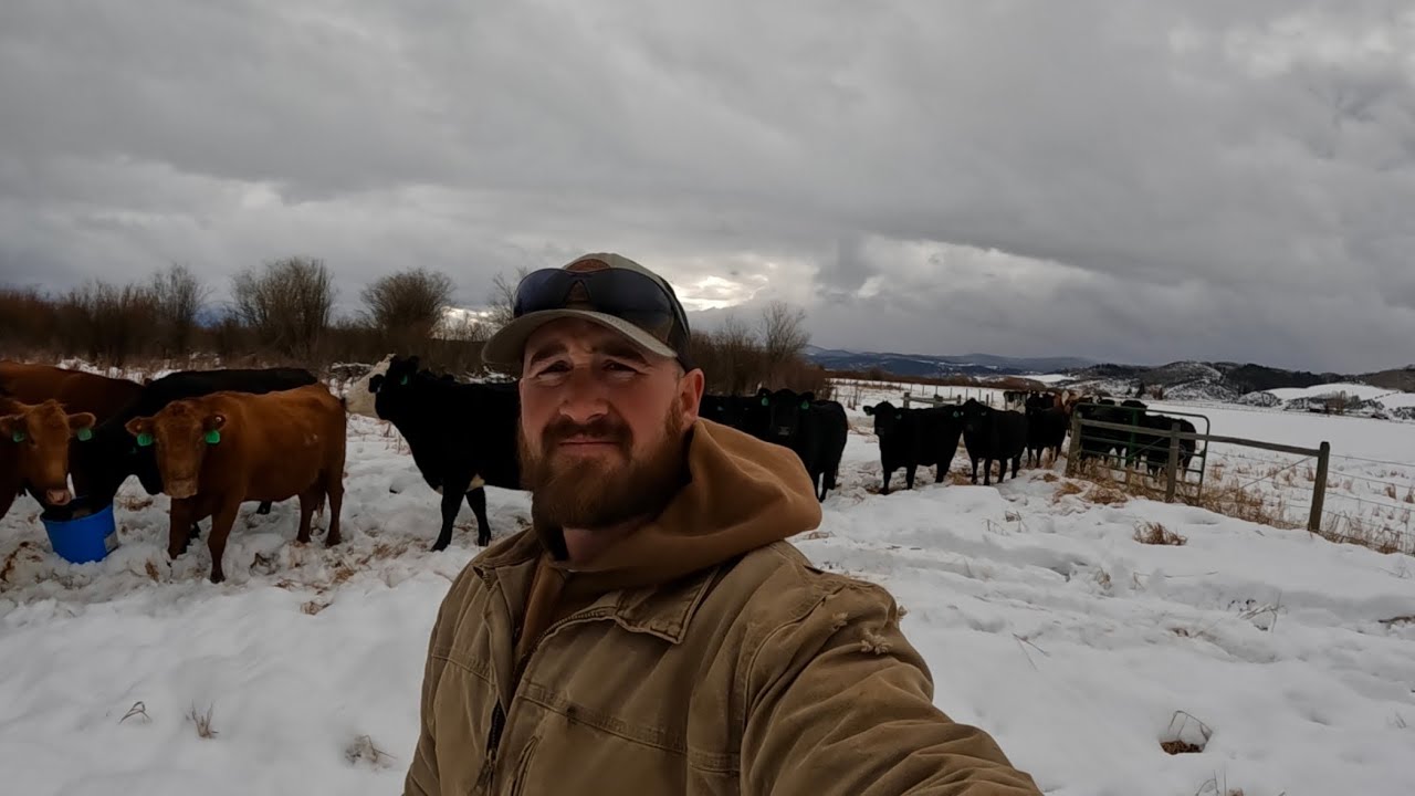 Подготовка ранчо к долгой зиме в Вайоминге