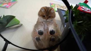 Hosico  view from below