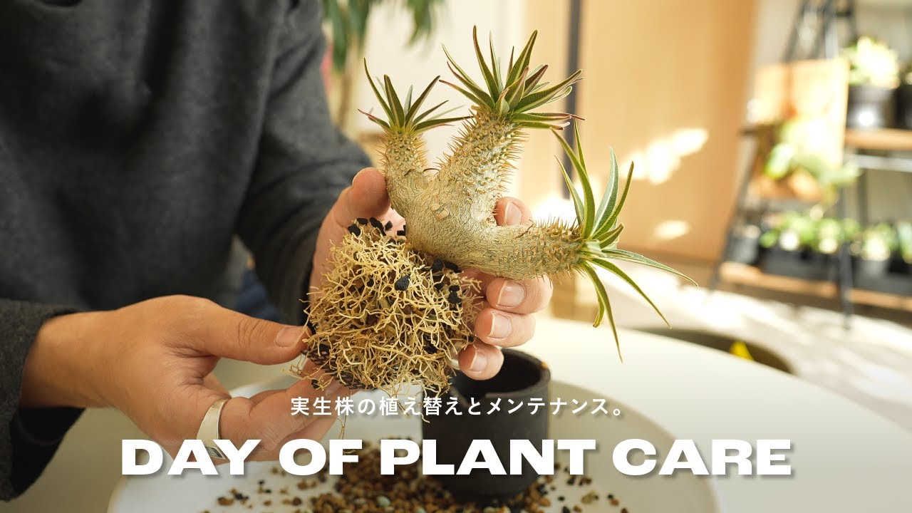 実生株の植え替えとメンテナンス。｜パキポディウム｜塊根植物｜plant care