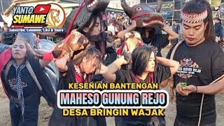 #part1 KALAPAN BANTENGAN MAHESO GUNUNG REJO 🔴 DESA BRINGIN WAJAK
