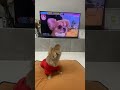 うわうわ鳴く犬をテレビで見たハナ