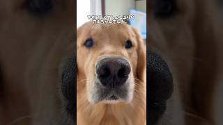ゴールデンレトリバーの朝のお仕事 #ゴールデンレトリバー #goldenretriever #大型犬 #大型犬と子供 #shorts #short #shortvideo #犬