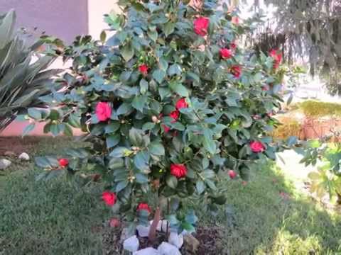 Camellia japonica - A flor de dezembro / The flower of December - YouTube