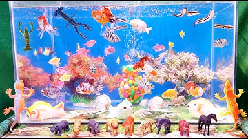 Tổng hợp Cá Cảnh đẹp và động vật dể thương, tôm hùm, ranchu, pingpong, cá lóc thái, cá két panda