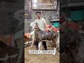MASHALLAH ❤️ || 150kg+ Gujri Bakra 2026 Qurbani Special at Jama Masjid #bakramandi #shorts