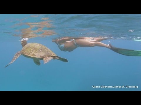 Video: Po čemu je poznata zelena morska kornjača?