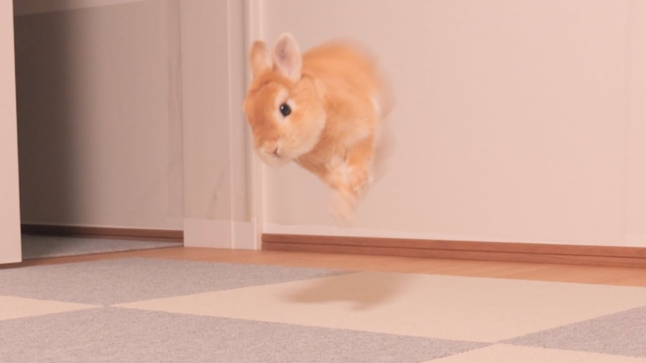 A rabbit that starts jumping around when it's time to eat was too