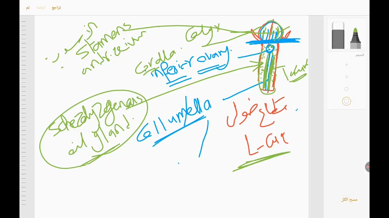 Clove flower bud براعم القرنفل