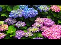 夏木綾子-あじさい雨情(令和版)