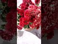 Full Bloom Of Red Chrysanthemum Guledaodi Full Bloom Of Red Chrysanthemum Guledaodi