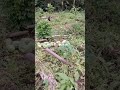 COLHEITA DE MELANCIA SUCULENTA no AMAZONAS! 🌿